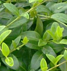 vinca vine
